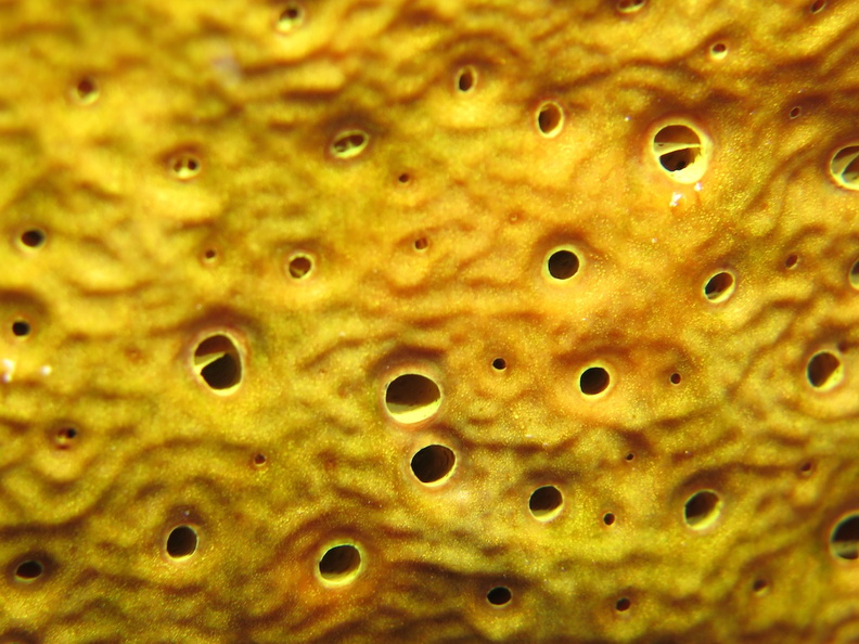26 Yellow Sponge IMG_3921.jpg